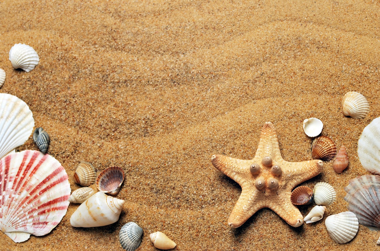 tips for starting a seashell collection imbalife seashell collection